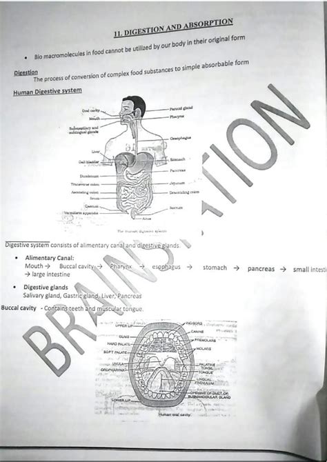 Solution Digestion And Absorption In Human Beings Lecturer Notes