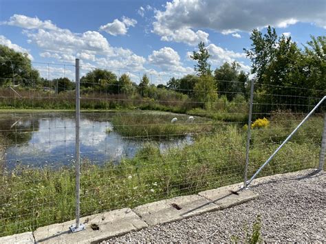 Whooping Crane Habitat - ZooChat