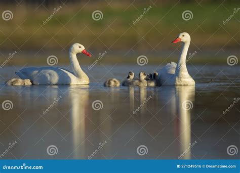 Coscoroba Swan with Cygnets Swimming in a Lagoon , Stock Photo - Image ...