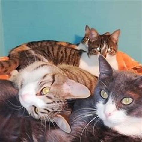 Feline Frenemies: 7 Surprising Strategies To Turn Your Cat Clan Into A United Feline Front