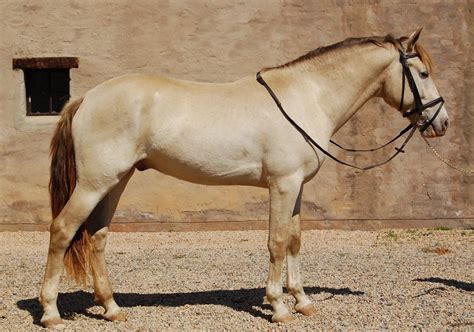 Amber Champagne Horses Horse Coat Colors Beautiful Horses