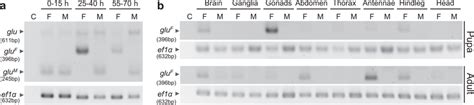 The Onset Of Sex Specific Splicing In Embryos And The Tissue Specific Download Scientific