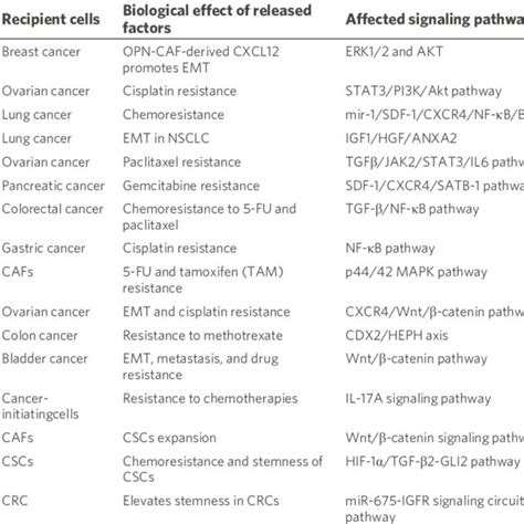 Origin And Heterogeneity Of Cancer Associated Fibroblasts Cafs In The