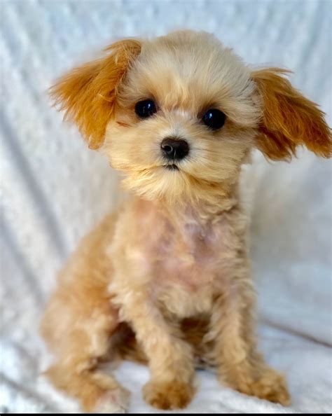 Teacup Female Maltipoo Puppy Baby Doll IHeartTeacups