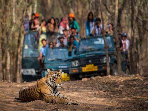 The Must Visit National Parks Of Madhya Pradesh Times Of India Travel