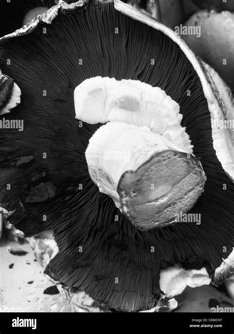 Largest Portobello Mushroom At Henry Briggs Blog