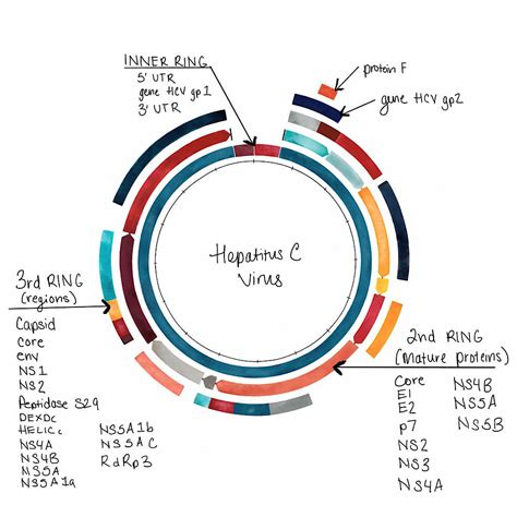 Hepatitis C Virus Genome - Sandra Black Culliton