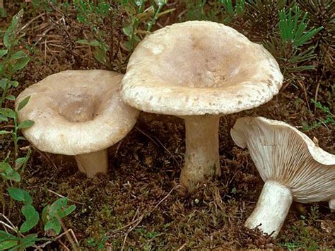 Світ грибів України » Lactarius musteus