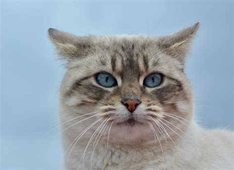 Cat Pussy Nala Portrait Free Photo On Pixabay
