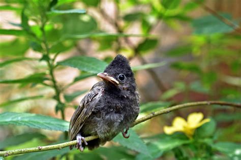 The Baby Chicks Red Vented Bulbul Bird Is Sitting On The Branch Of A