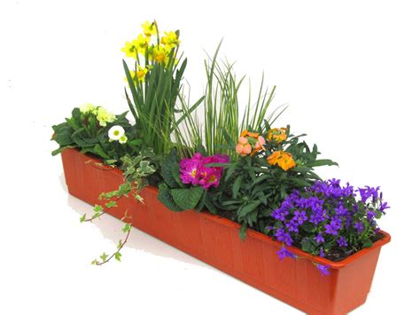 Pflanzen Set Für 80 Cm Balkonkästen Frühling Pflanzen Balkonkästen