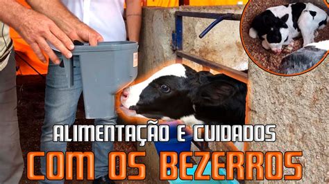 Alimentação e cuidados os bezerros recém nascidos YouTube