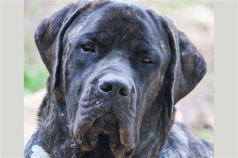 21 Tibetan Mastiff Mix Breeds And Their Characteristics