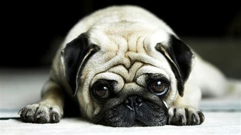 Pugs Wallpapers Top Free Pugs Backgrounds Wallpaperaccess