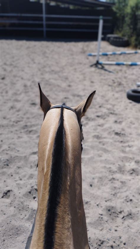 horse aesthetic лошади эстетика | Лошади, Спорт, Эстетика