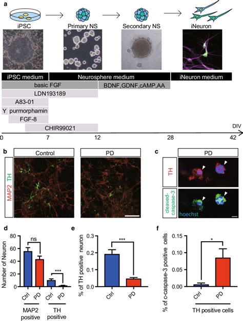 Differentiation And Characterization Of Ipsc Derived Dopaminergic Da