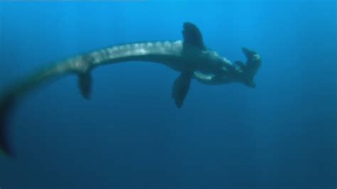 Image - 1x3 Mosasaur 153.jpg - Anomaly Research Centre