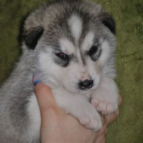 Chiots Huskys Sib Rie Lof Uncompagnon Fr