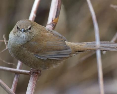 Taiwan Bush Warbler Facts Diet Habitat And Pictures On Animaliabio