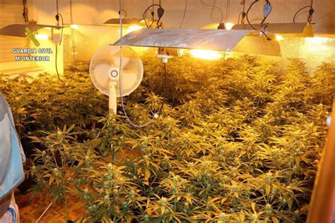 La Guardia Civil Se Incauta De 687 Plantas De Cannabis Sativa En Una