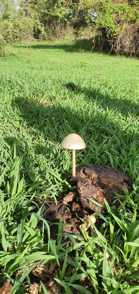 Panaeolus antillarum from Puruándiro Mich México on July 3 2024 at