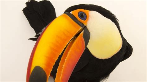 Toucan | National Geographic