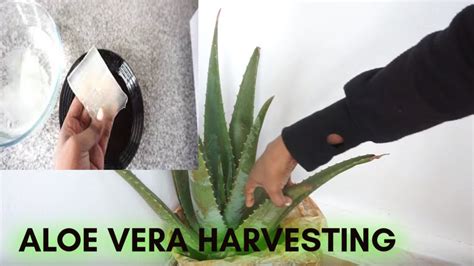 How To Harvest And To Extract Fresh Aloe Vera Youtube