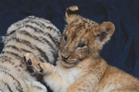 Photo Of A Lion Cub Lying On Its Back Stock Photo Image Of Play Lion