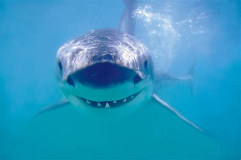 Great White Shark - Animal Poster (24 x 36 inches) – Imaginus Posters