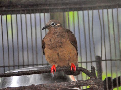 Phapitreron Leucotis White Eared Brown Dove In Zoos