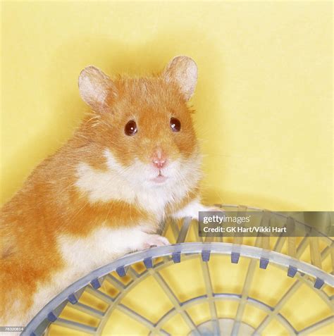 Hamster On Exercise Wheel High Res Stock Photo Getty Images