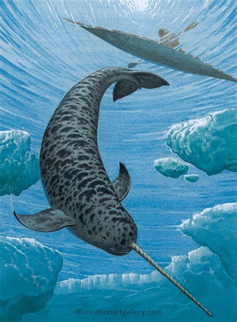 View The Narwhal Original Narwhal Ocean Creatures Beach Creatures