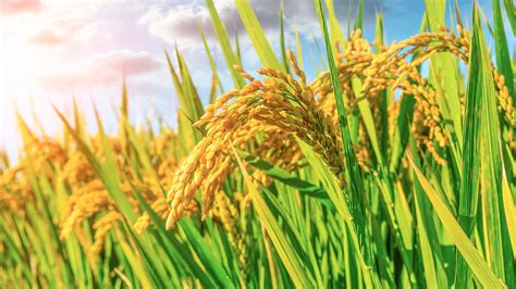 Chinese Researchers Discover Key Gene For Rice Yield Increase Cgtn