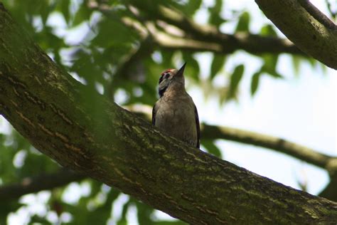 Lesser Spotted Woodpecker