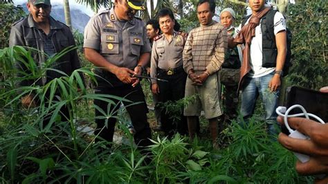 Bareskrim Musnahkan Hektare Ladang Ganja Di Aceh News Liputan