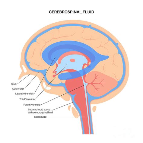 Ventricular System Photograph By Pikovit Science Photo Library Fine