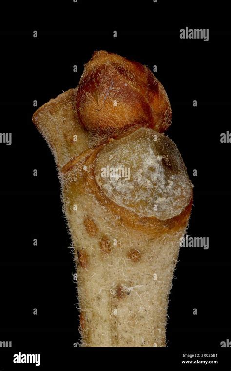 White Mulberry Morus Alba Pseudoterminal Bud Closeup Stock Photo Alamy