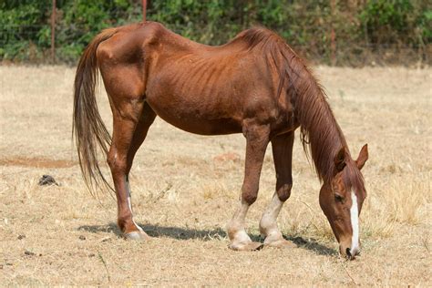 Gastric Ulcers in Horses - Symptoms, Causes, Diagnosis, Treatment, Recovery, Management, Cost