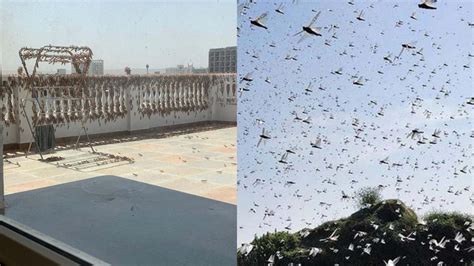 Video of Locust attack in Jaipur surfaces, Netizens wonder, “Is 2020 ...