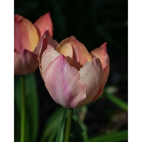 Tulip Salmon Van Eijk Bulbs Peter Nyssen Buy Flower Bulbs And