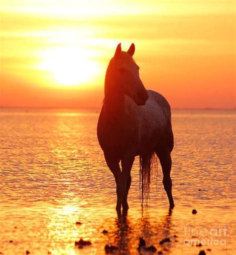 Wild Horses In Sunset