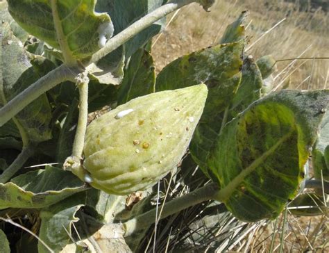 California Milkweed Photos Page 1