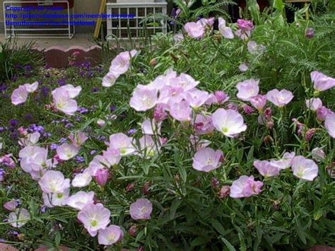 Plantfiles Pictures Oenothera Species Mexican Evening Primrose Pink