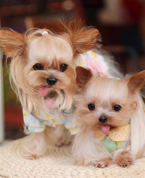 59 Best Yorkie Haircuts For Males And Females Artofit