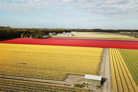 Lisse: Self-Guided Tulip Fields GPS Audio Tour | GetYourGuide