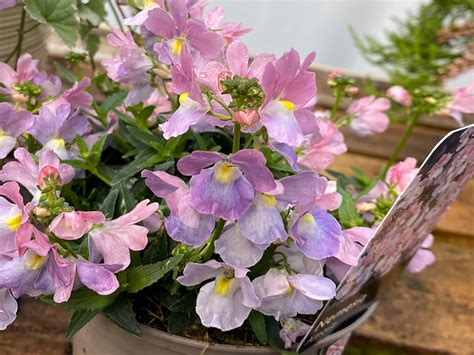 Nemesia Amelie In 1L Pot Merryhatton Garden Centre