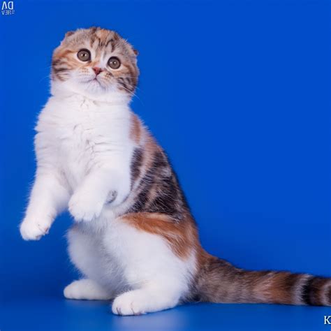 Черепаховый окрас шотландских кошек - картинки и фото koshka.top