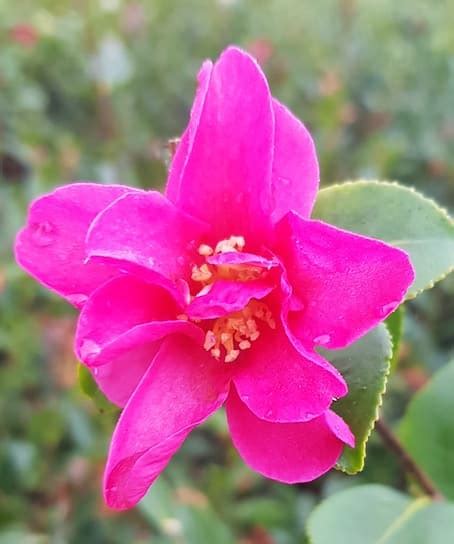 Camellia Sasanqua Hiryu La Maison du Camélia