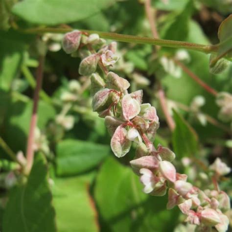 Acker Flügelknöterich Fallopia convolvulus