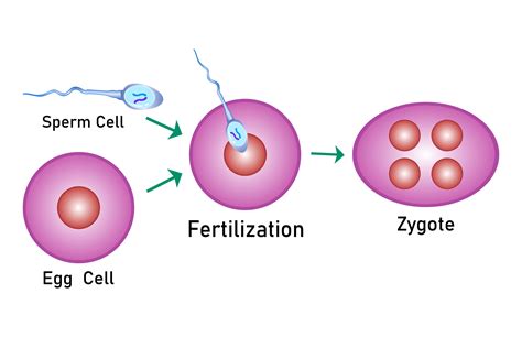 Fertilization Process Step by Step. Graphic by prantoart99 · Creative ...